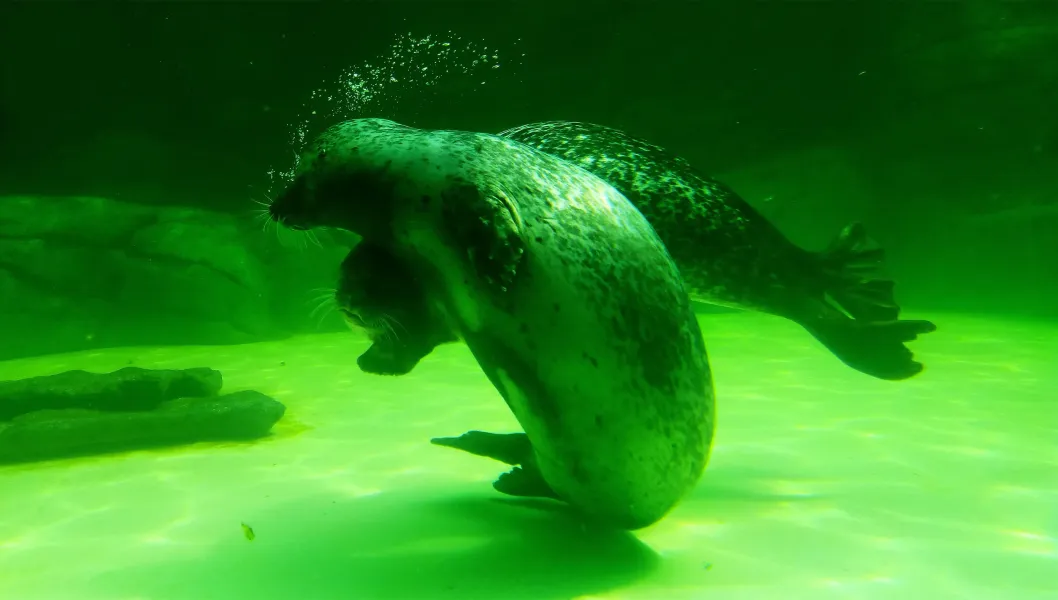 A guided tour of the Dolphinarium